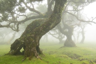 Laurel trees (Laurus nobilis) on Madeira, Fanal, Madeira, Portugal