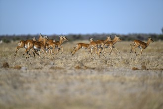 Black verse impala (Aepyceros melampus), Nxai Pan National Park, near Gweta, Central District,