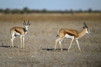 Springboks (Antidorcas hofmeyri), Nxai Pan National Park, near Gweta, Central District, Botswana