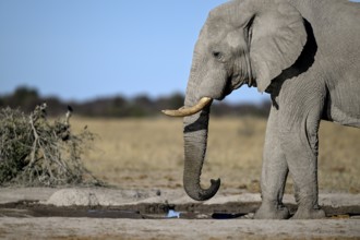 African elephant (Loxodonta africana), Nxai Pan National Park, near Gweta, Central District,