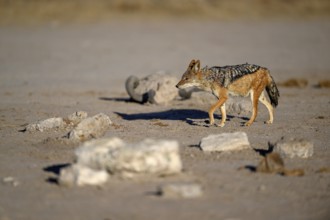 Black-backed jackal (Lupulella mesomelas), Nxai Pan National Park, near Gweta, Central District,