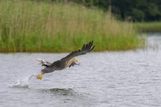 White-tailed eagle (Haliaeetus albicilla), in flight grabbing its prey, Mecklenburg-Western