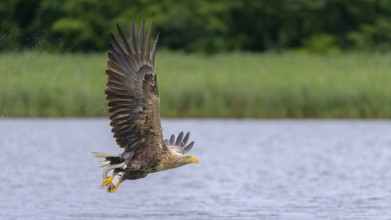 White-tailed eagle (Haliaeetus albicilla), in flight over a landscape of reeds and lakes with prey