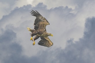 White-tailed eagle (Haliaeetus albicilla), in flight in front of thunderclouds, Mecklenburg-Western