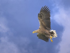 White-tailed eagle (Haliaeetus albicilla), in flight against a blue sky with clouds,