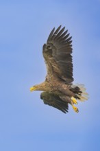 White-tailed eagle (Haliaeetus albicilla), in flight against a blue sky, Mecklenburg-Western