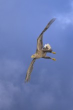 White-tailed eagle (Haliaeetus albicilla), in flight against a blue sky with clouds,