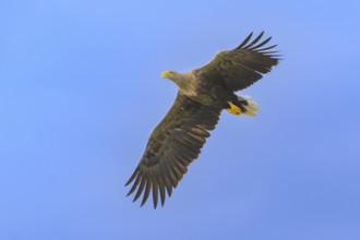White-tailed eagle (Haliaeetus albicilla), in flight against a blue sky, Mecklenburg-Western