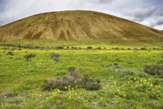 Green hill with yellow blooming wildflowers under a cloudy sky in spring mood, Yaiza Lanzarote