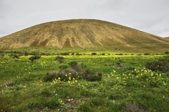 Hill with yellow flowers and green meadow under grey sky. Springtime atmosphere, Yaiza Lanzarote