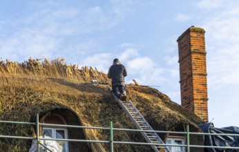 Thatcher at work replacing thatch ridge of thatched country pub building, Sorrel Horse, Shottisham,
