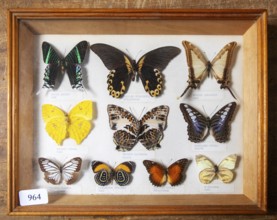 Framed display of tropical butterflies on sale at auction identified by Latin names and origin, UK