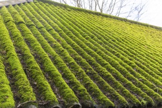 Moss growth on corrugated iron roof indicative of dampness, Wiltshire, England, UK