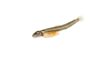 Juvenile fish, larva of Atlantic salmon (Salmo salar) after hatching in water, cut-out, fish,