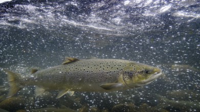 Swimming salmon (Salmo salar) under water, Laerdalsoyri, Norway