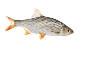 Rudd (Scardinius erythrophthalmus), fish, cut out, Vechta, Lower Saxony, Germany