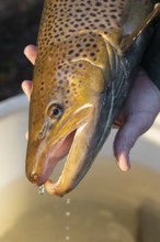 Electrofishing in the floodplain for sea trout and salmon, Wildeshausen, Lower Saxony, Germany
