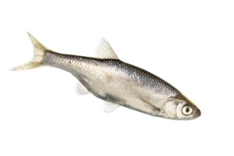 Hazel (Leuciscus leuciscus), fish, cut-out, Vechta, Lower Saxony, Germany