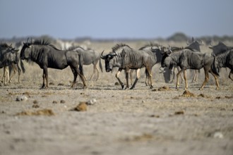Blue wildebeest (Connochaetes taurinus) at the Nxai Pan waterhole, Nxai Pan National Park, near
