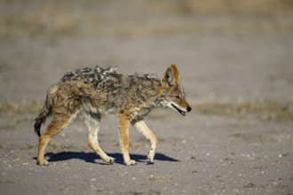 Black-backed jackal (Lupulella mesomelas), Nxai Pan National Park, near Gweta, Central District,
