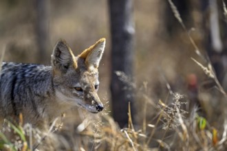 Black-backed jackal (Lupulella mesomelas), portrait, Nxai Pan National Park, near Gweta, Central