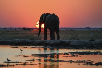 African elephant (Loxodonta africana), blue hour at Nxai Pan waterhole, sunset, Nxai Pan National