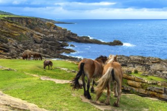 Wild horses are grazing on a green grassy pasture along a dramatic, rocky coastline with an