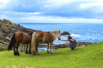 Woman crouching on green grass feeding wild horses along the rugged jaizkibel coastline, with the