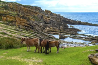 Wild horses are grazing on a vibrant green pasture overlooking the rugged jaizkibel coast, with