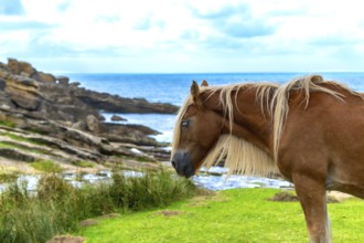 Brown horse standing peacefully on vibrant green grass with a rocky coastline and a bright blue