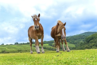 Two brown horses with light manes standing in a vibrant green pasture on rolling hills, facing the