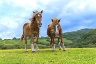 Two robust brown horses, with flowing manes and white blazes, standing prominently in a vibrant