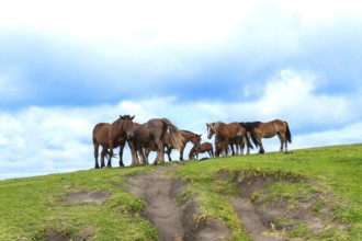 Herd of brown horses with foals grazing on a green hilltop under soft clouds, evoking freedom and