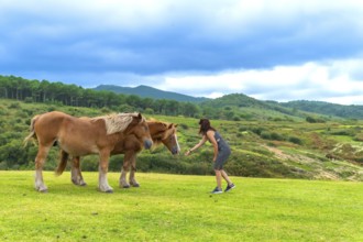 Woman extending an arm, feeding two brown horses standing on a green grass field, with rolling