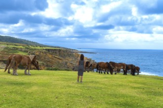 Wild horses freely grazing on the vibrant green pasture of mount jaizkibel coastal cliff, with a