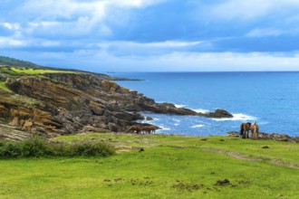 Wild horses graze on green pastures of mount jaizkibel, overlooking the cantabrian sea and rugged