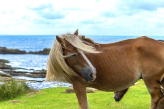 Chestnut horse with flowing blond mane stands on a green cliffside pasture, mane blowing in the