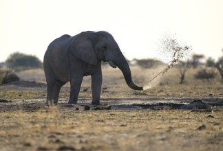 African elephant (Loxodonta africana) spraying water at a waterhole, Nxai Pan National Park, near