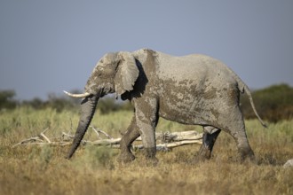 African elephant (Loxodonta africana), Nxai Pan National Park, near Gweta, Central District,