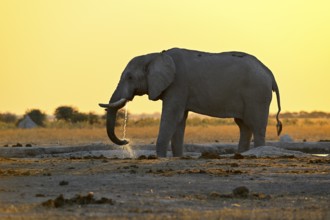 African elephant (Loxodonta africana), blue hour at Nxai Pan waterhole, sunset, Nxai Pan National