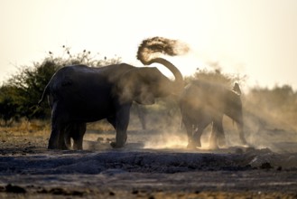 African elephants (Loxodonta africana), blue hour at sand bathing, Nxai Pan National Park, near