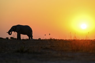 African elephant (Loxodonta africana), blue hour at Nxai Pan waterhole, sunset, Nxai Pan National