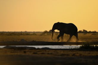 African elephant (Loxodonta africana), blue hour at the Nxai Pan waterhole, Nxai Pan National Park,