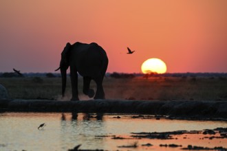 African elephant (Loxodonta africana), blue hour at Nxai Pan waterhole, sunset, Nxai Pan National