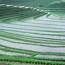 Terraced ice fields north of Antosari, Bali, Indonesia