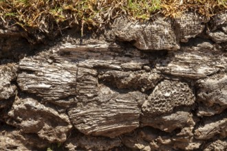 In the 80s, coral in the sea was dredged to be used as building material, Kuta, Bali, Indonesia