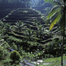 Terrace rice paddies near Tegallalang, Bali Indonesia