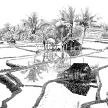 Terrace rice paddies at sunrise near Bakas, Bali, Indonesia