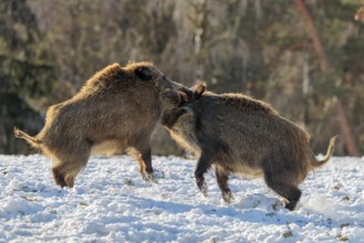 Two young wild boars (Sus scrofa) wrestle with each other in the backlight of the sun in a clearing