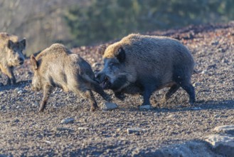 An adult wild boar (Sus scrofa) runs after a young animal and attacks it. A forest can be seen in